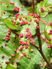Anthocoptini