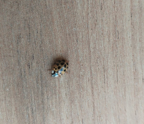 Asian Lady Beetle