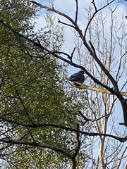 Columba palumbus