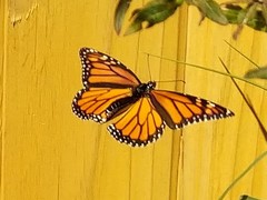Danaus plexippus