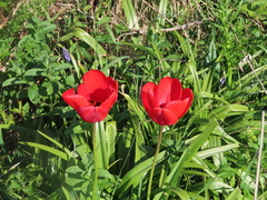Tulipa