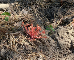 Claytonia rubra, photograph (c) James H. Thomas, some rights reserved (CC BY)