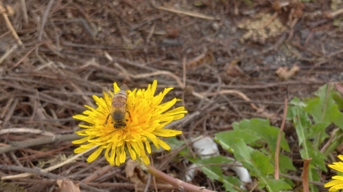 Apis mellifera image