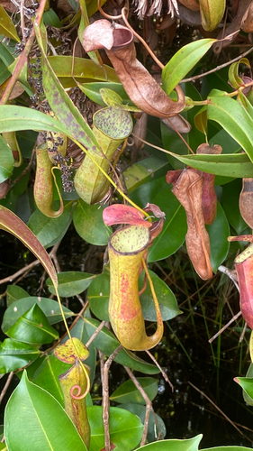 Slender Pitcher-Plant