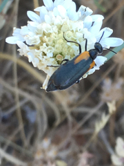 Eupompha elegans elegans