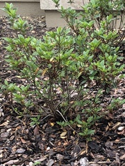 Rhododendron simsii