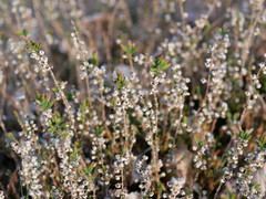 Calluna vulgaris