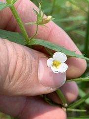 Gratiola brevifolia