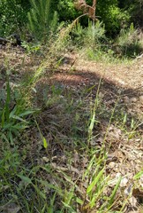 Dichanthelium commutatum