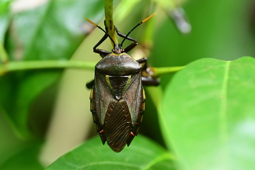 Eurostus validus