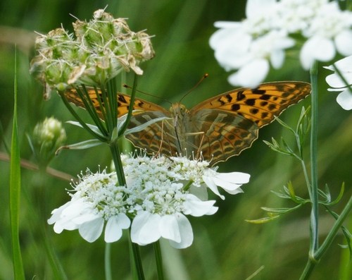 Silver-washed Fritillary