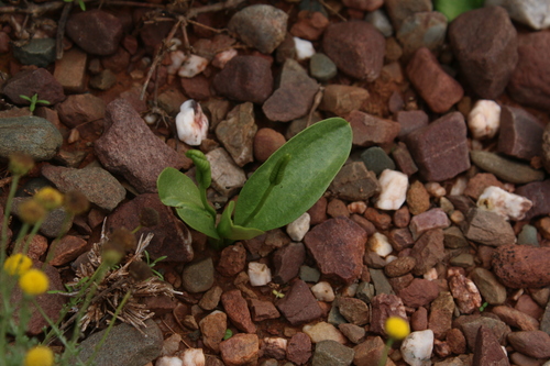 Ophioglossum polyphyllum observed 2026-06-15