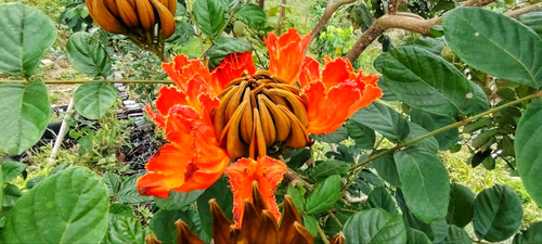 African tulip tree