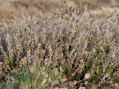 Calluna vulgaris