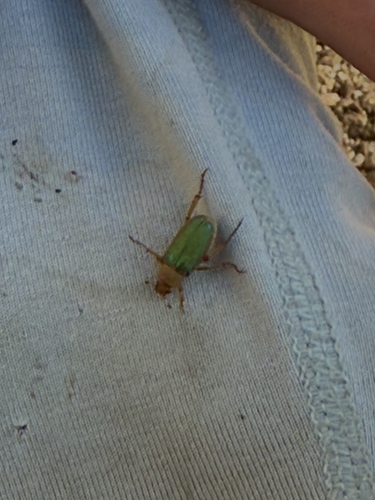 iNaturalist observation photo of Dichelonyx