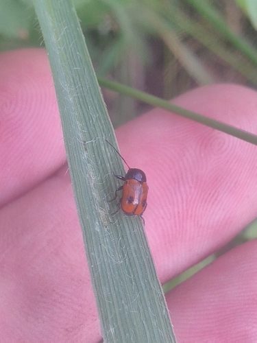 black-and-red pot beetle