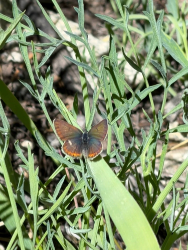iNaturalist observation photo of Polyommatina