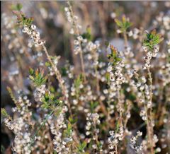 Calluna vulgaris