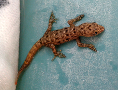 Gonatodes albogularis