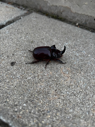 Greek rhinoceros beetle