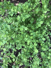 Holodiscus discolor discolor