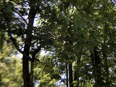 Fraxinus