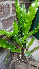 Asplenium scolopendrium