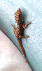 Gonatodes albogularis