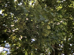 Fraxinus