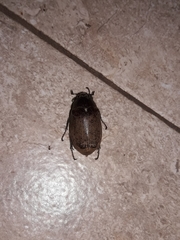 Coleoptera