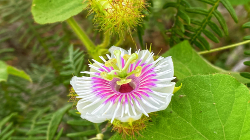 Orangefruit Passionflower