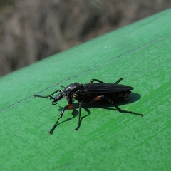 Bibio femoratus