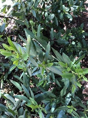 Frangula californica californica