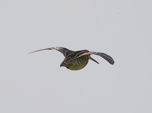 iNaturalist image