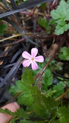 Geranium robertianum