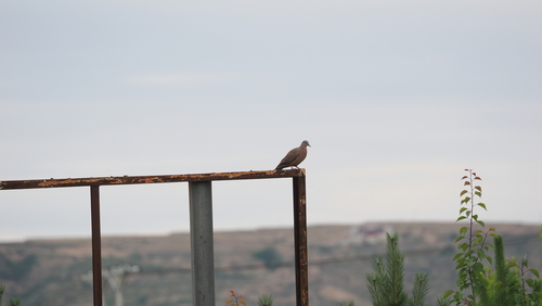Spotted Dove