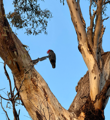 Gang-gang Cockatoo