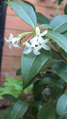 Osmanthus × burkwoodii