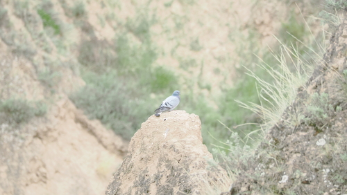 Hill Pigeon