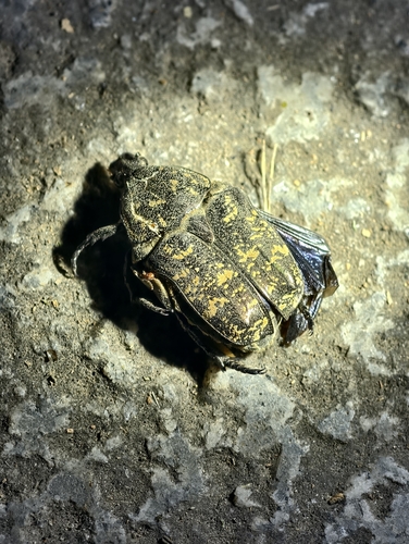 Protaetia brevitarsis