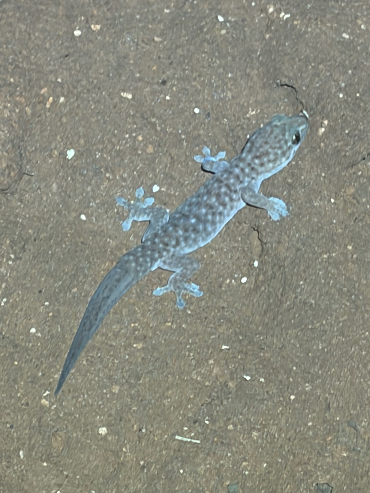 Pilbara Island Dtella photo 3