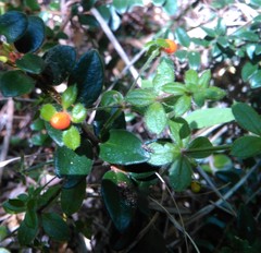 Galium hypocarpium