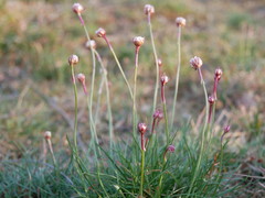 Armeria maritima