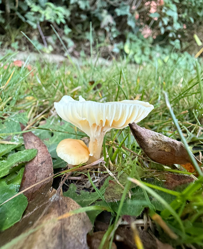 Cuphophyllus austropratensis
