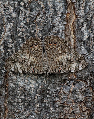 Gray Cracker