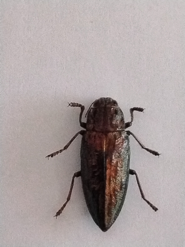 Pine-borer, Emporia and Lincoln IB, Wichita, KS 67211, USA, photo 6 of 10