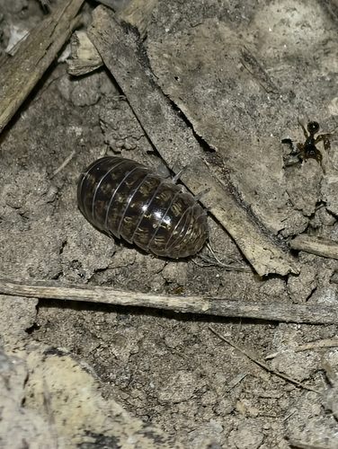Common Pill Woodlouse