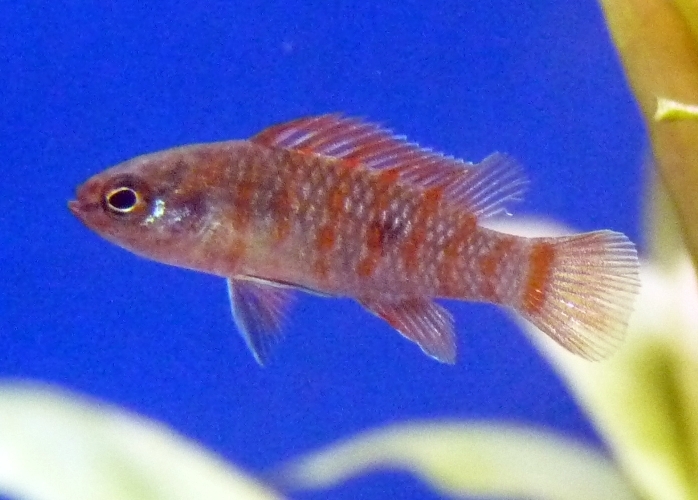 Scarlet badis (Dario dario) — Badidae