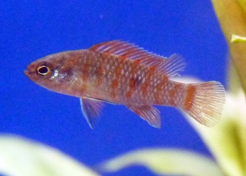 Scarlet badis (Dario dario) — Badidae