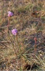 Armeria maritima
